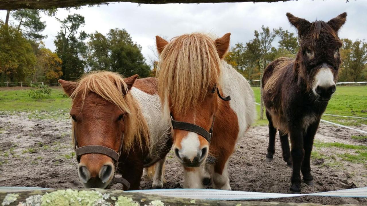 Le Gahoun - Chambres D'Hotes Castets Kültér fotó